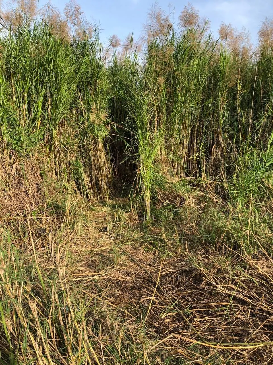 Sới bạc được tổ chức trong một bãi lau sậy. Ảnh: CHÍ THẠCH Sới bạc được tổ chức trong một bãi lau sậy. Ảnh: CHÍ THẠCH