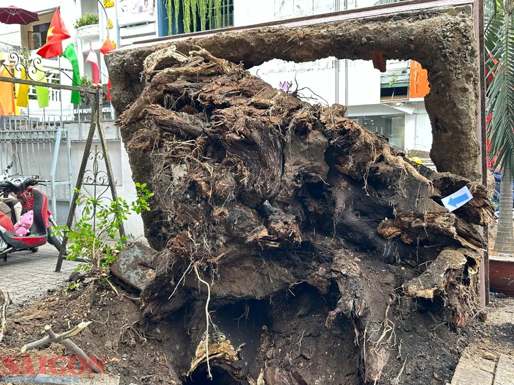 Phần rễ, và lõi bên trong cây xanh bị mục. Ảnh: CHÍ THẠCH Phần rễ, và lõi bên trong cây xanh bị mục. Ảnh: CHÍ THẠCH