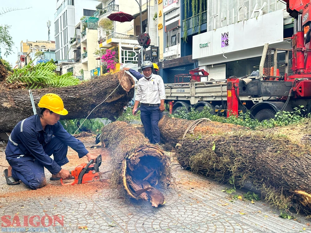 Phần trong cây xanh đã mục. Ảnh: CHÍ THẠCH 