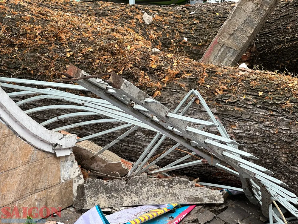 Phần thân cây xanh đè ngã tường của trường. Ảnh: CHÍ THẠCH Phần thân cây xanh đè ngã tường của trường. Ảnh: CHÍ THẠCH