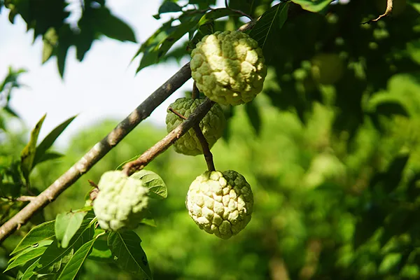 Mùa na trên núi Mặt Quỷ ảnh 6