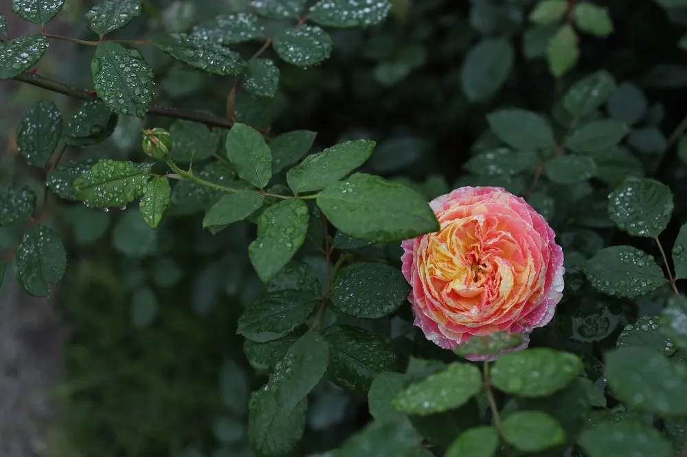 Dịp Tết thưởng thức “Bản giao hưởng mùa xuân” lung linh tại Ecopark ảnh 12 Dịp Tết thưởng thức “Bản giao hưởng mùa xuân” lung linh tại Ecopark ảnh 12