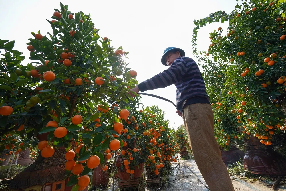 Quất Tứ Liên chín sớm đón tết ảnh 7