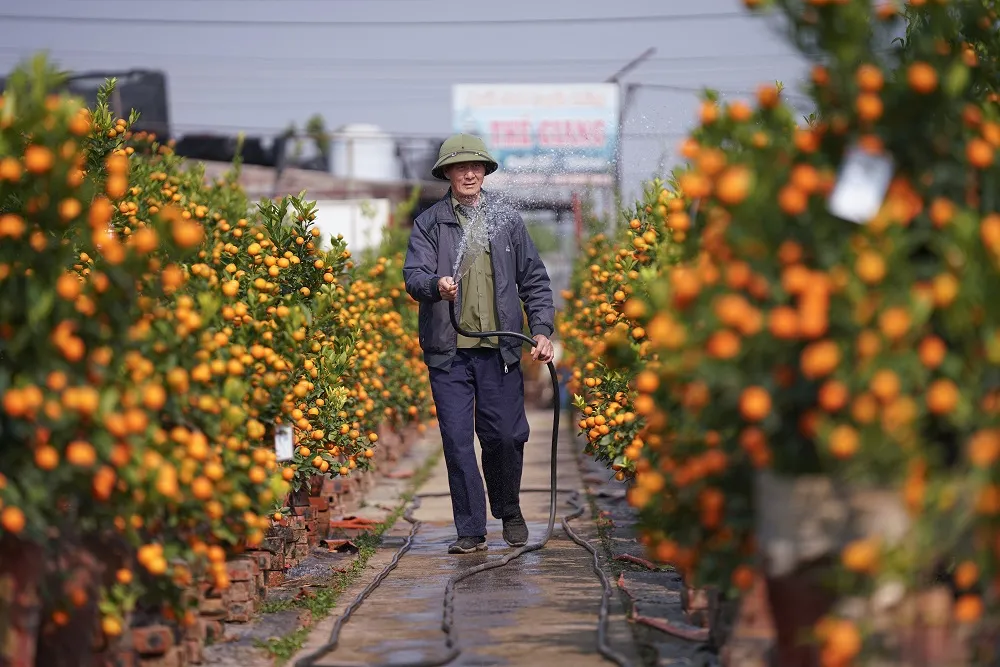 Quất Tứ Liên chín sớm đón tết ảnh 8