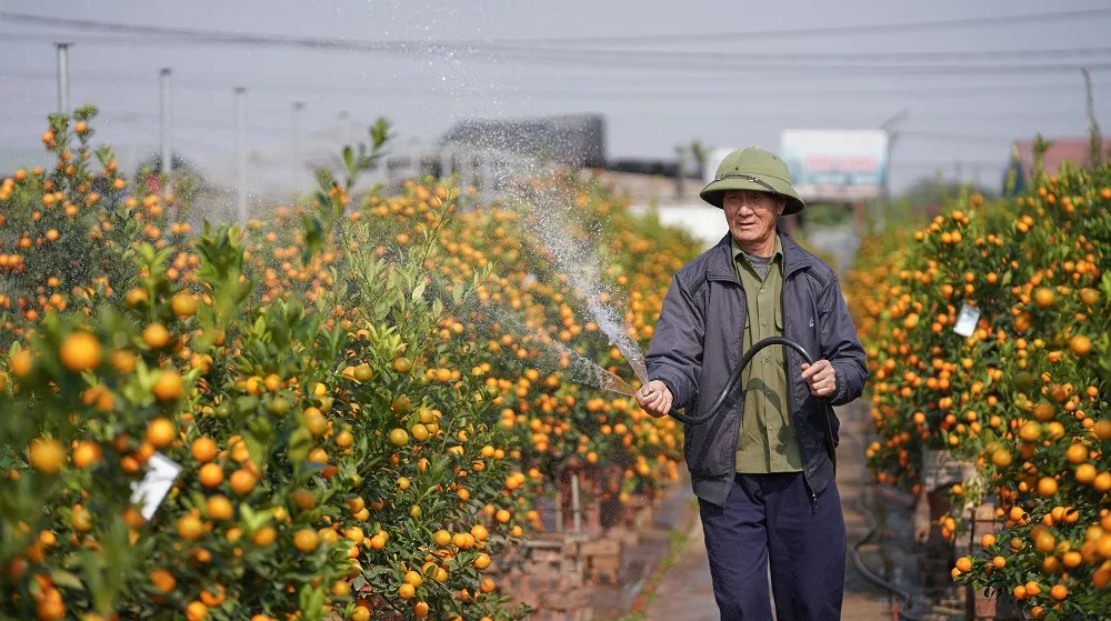 Quất Tứ Liên chín sớm đón tết ảnh 9