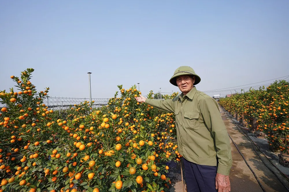 Quất Tứ Liên chín sớm đón tết ảnh 10