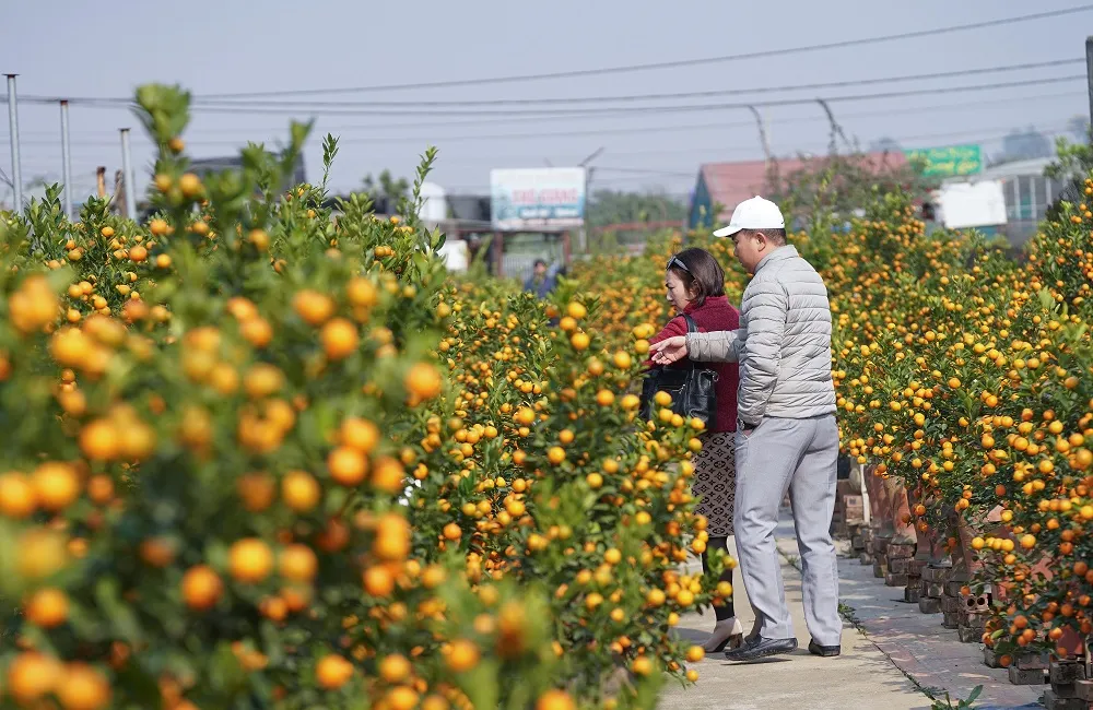 Quất Tứ Liên chín sớm đón tết ảnh 11