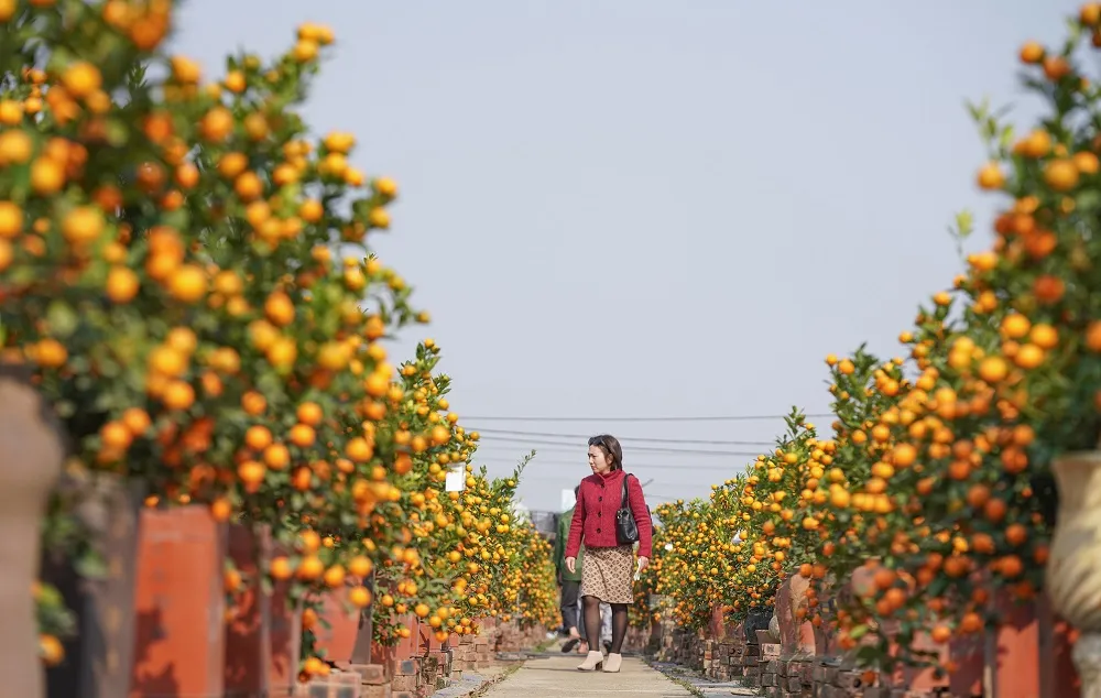 Quất Tứ Liên chín sớm đón tết ảnh 12