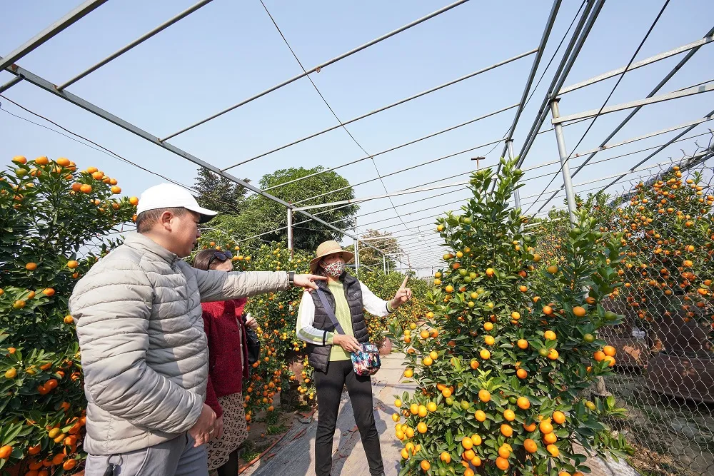 Quất Tứ Liên chín sớm đón tết ảnh 13