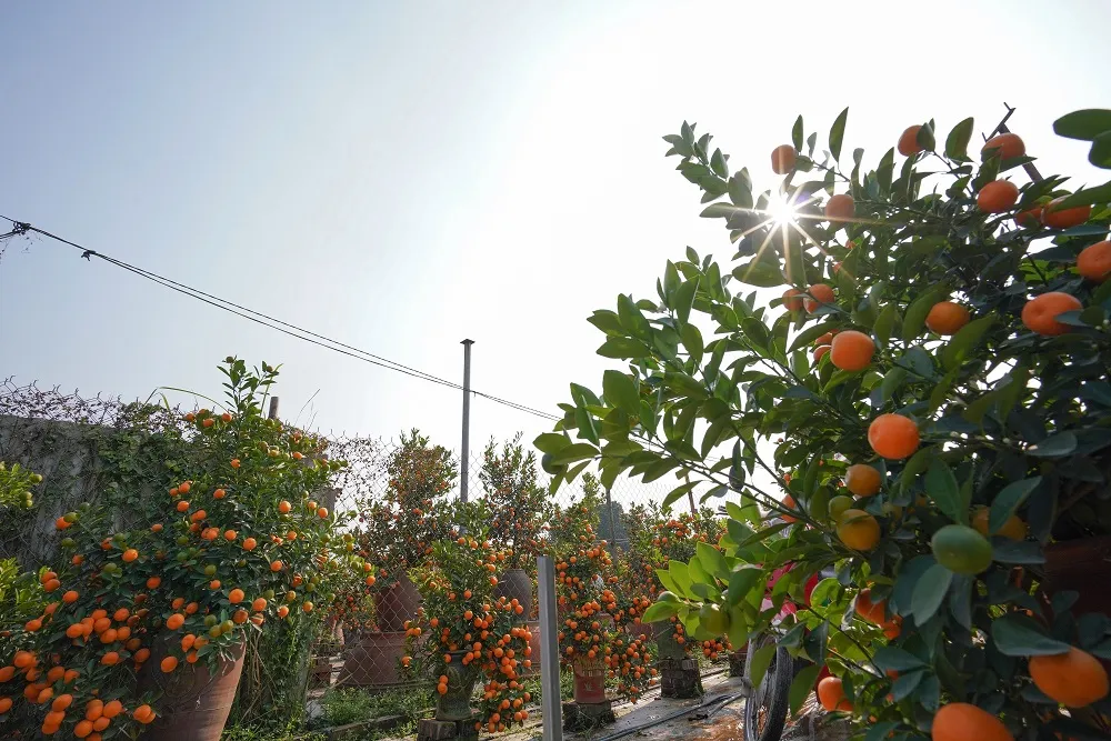 Quất Tứ Liên chín sớm đón tết ảnh 14