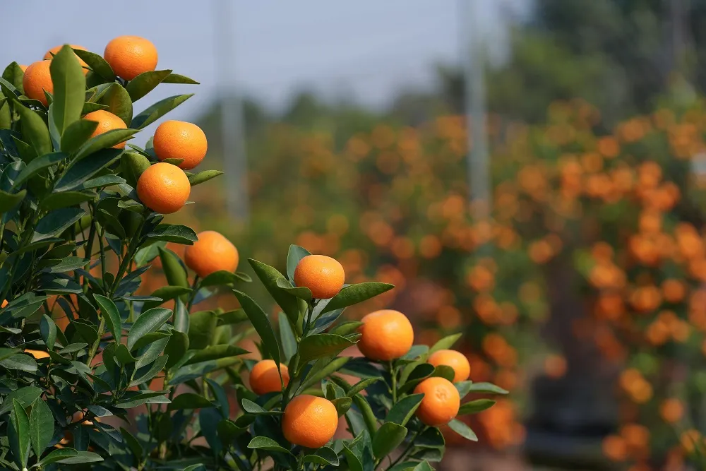 Quất Tứ Liên chín sớm đón tết ảnh 16