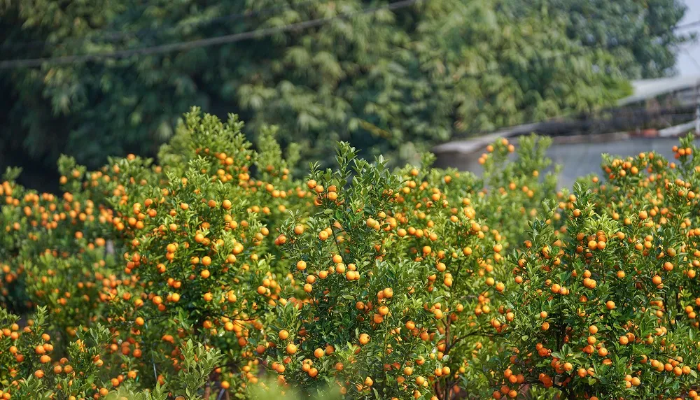 Quất Tứ Liên chín sớm đón tết ảnh 18