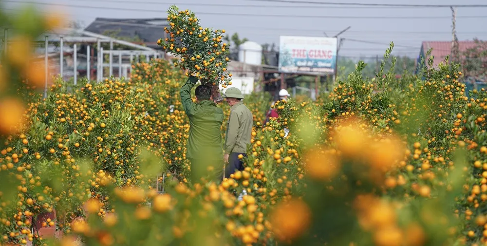 Quất Tứ Liên chín sớm đón tết ảnh 19