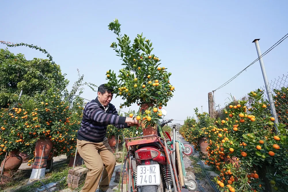 Quất Tứ Liên chín sớm đón tết ảnh 20