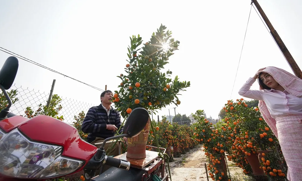 Quất Tứ Liên chín sớm đón tết ảnh 21