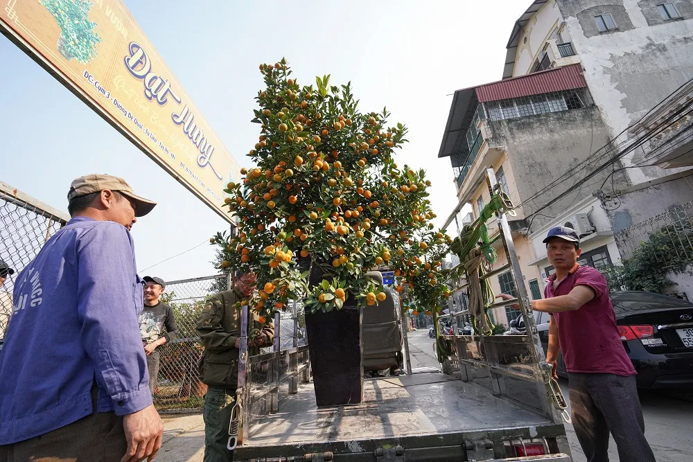 Quất Tứ Liên chín sớm đón tết ảnh 23