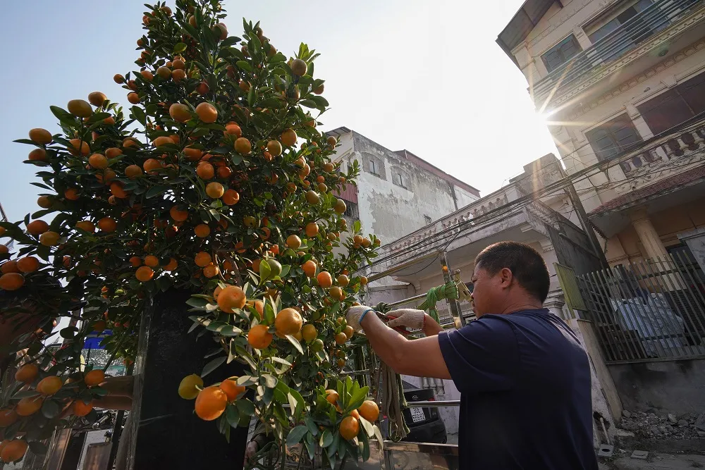 Quất Tứ Liên chín sớm đón tết ảnh 24