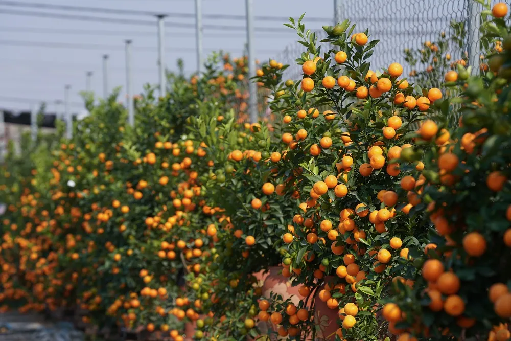 Quất Tứ Liên chín sớm đón tết ảnh 2