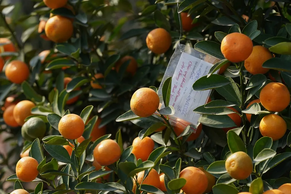 Quất Tứ Liên chín sớm đón tết ảnh 4