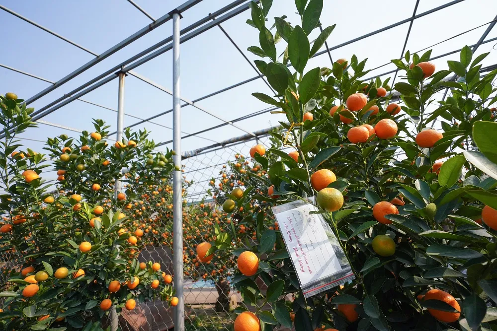 Quất Tứ Liên chín sớm đón tết ảnh 5