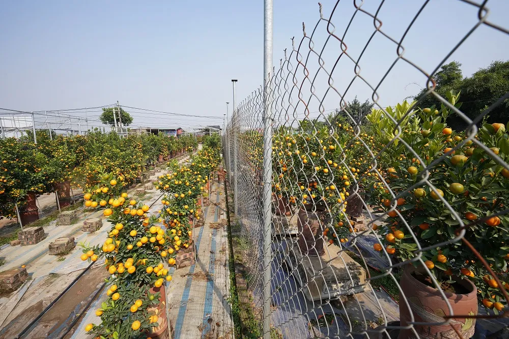 Quất Tứ Liên chín sớm đón tết ảnh 6