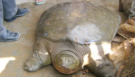 Một cá thể rùa ở Đồng Mô