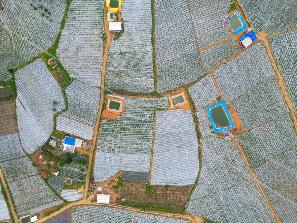 Quang cảnh những vườn dâu tây. Ảnh: ĐỖ TRUNG 3-4843.jpg