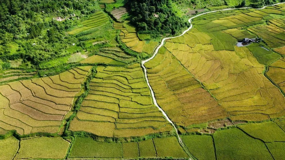 Cánh đồng lúa chín vàng trên xã Ngọc Chiến 1.jpg