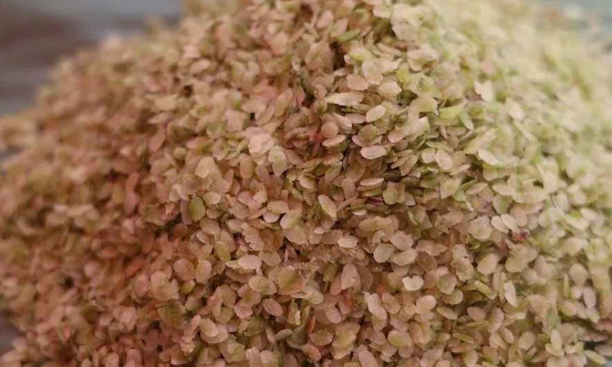 Để giữ được màu sắc và hương vị tự nhiên, cốm được gói bằng lá dong hoặc lá chuối z5782570925102_152580fbd7f446dc05f71891ceb4fa81.jpg