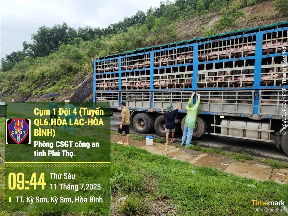 Hiện trường vụ bắt giữ xe chở heo nhiễm dịch tả z6796196751058_1bd122f2de23c769550b45ec91821b59.jpg