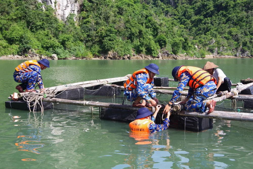 Cán bộ, chiến sĩ Lữ đoàn 170 giúp dân chằng gia cố, chằng buộc lồng bè nuôi thủy sản trên Vịnh Hạ Long Cán bộ, chiến sĩ Lữ đoàn 170 giúp dân chằng gia cố, chằng buộc lồng bè nuôi thủy sản trên Vịnh Hạ Long.1.jpg