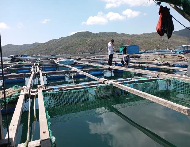 Tôm chết hàng loạt ở Vạn Ninh do nhiều nguyên nhân gây ra Picture1.png