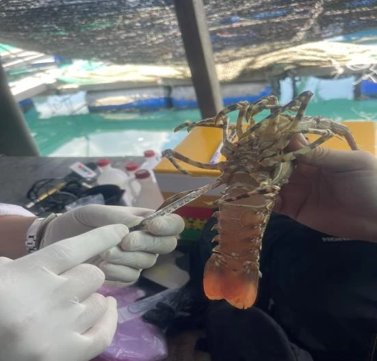 Tìm thấy vi khuẩn trong tơ mang tôm hùm bông Picture2.png