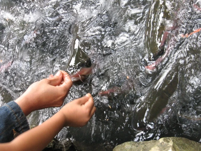 Những giai thoại bí ẩn về suối cá thần Cẩm Lương ảnh 5 Những giai thoại bí ẩn về suối cá thần Cẩm Lương ảnh 5