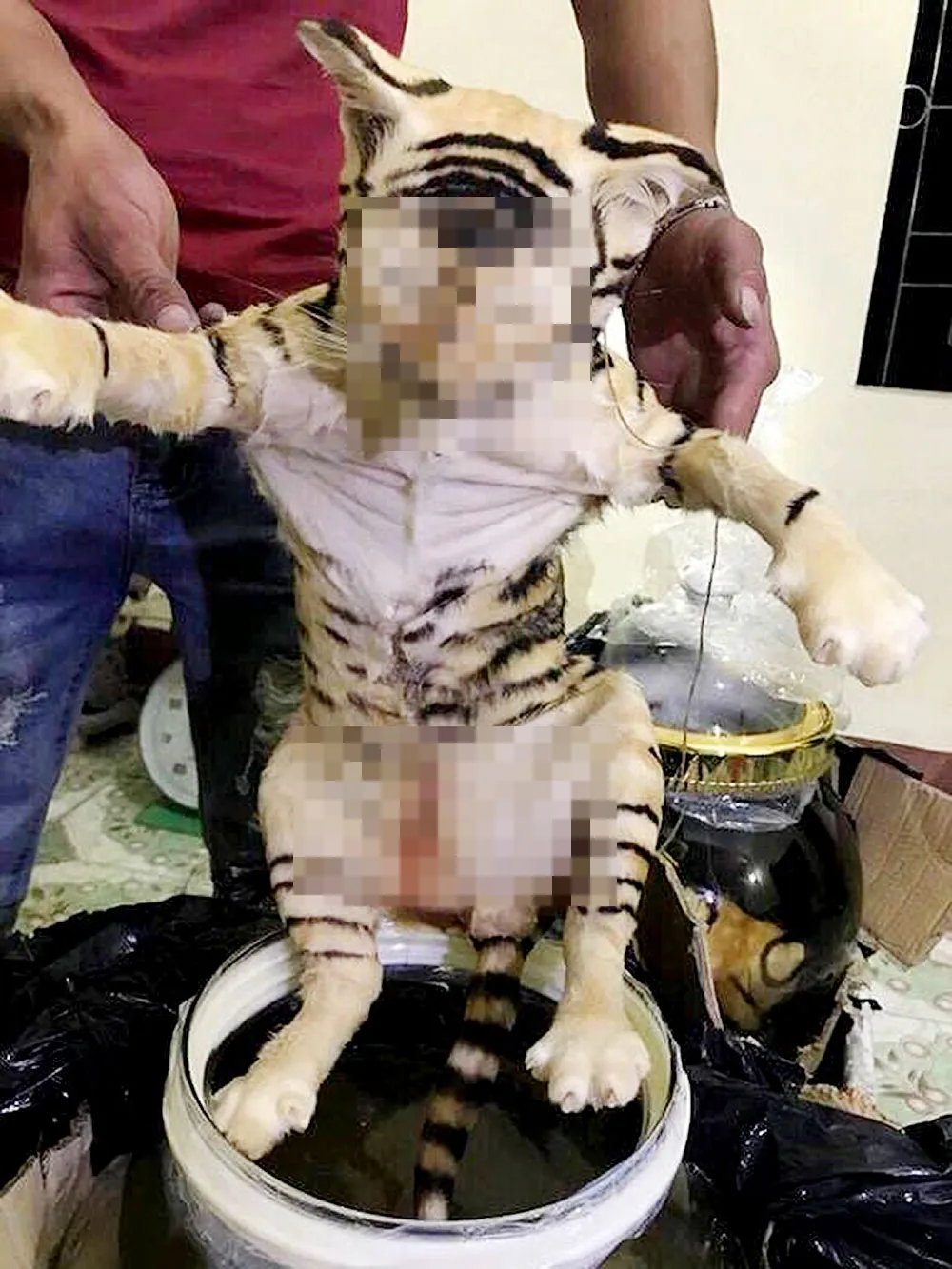 Phát hiện 2 con hổ ngâm rượu trên xe khách ảnh 1