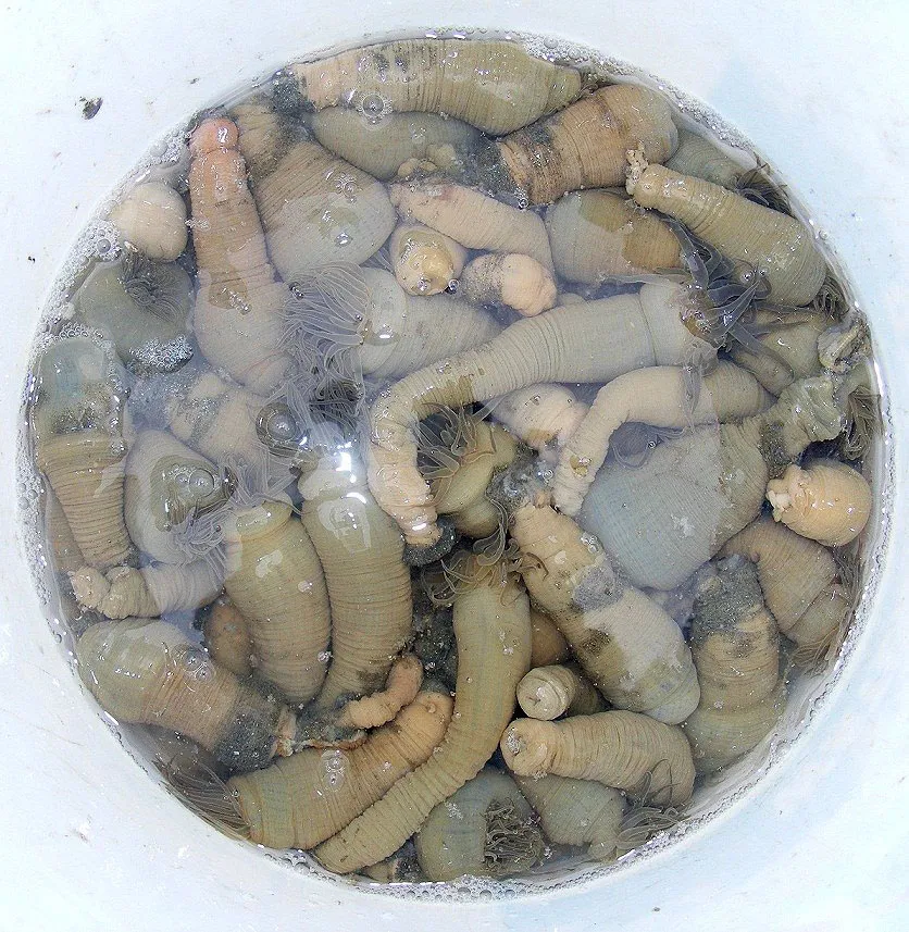 Kỳ thú nghề săn rum biển ảnh 9