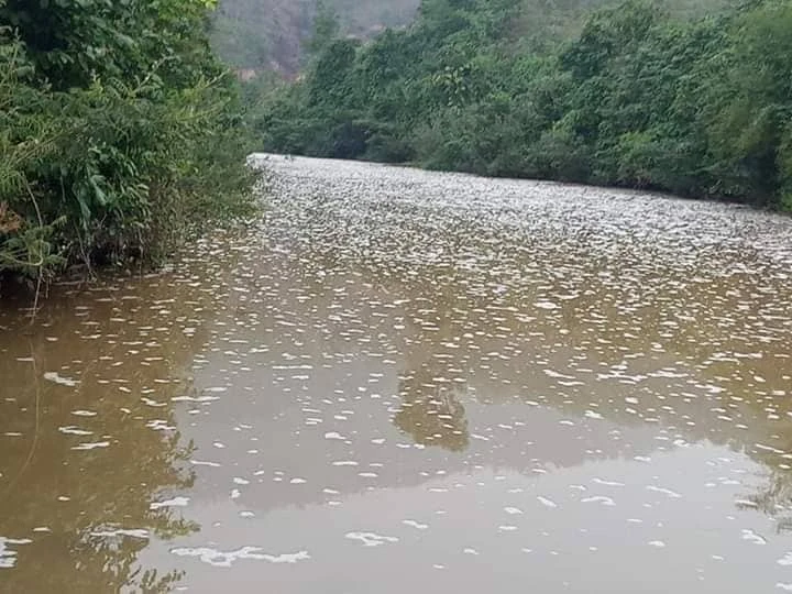 Cá, tôm chết bất thường trên sông Quyền