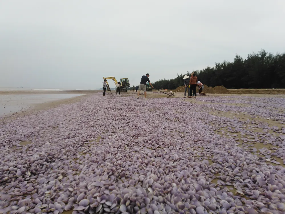 Thanh Hóa: Hiện tượng nghêu chết cơ bản chấm dứt ảnh 1