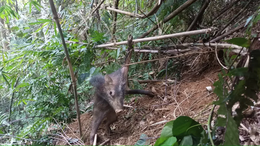Phát hiện một cá thể heo rừng mắc bẫy Phát hiện một cá thể heo rừng mắc bẫy
