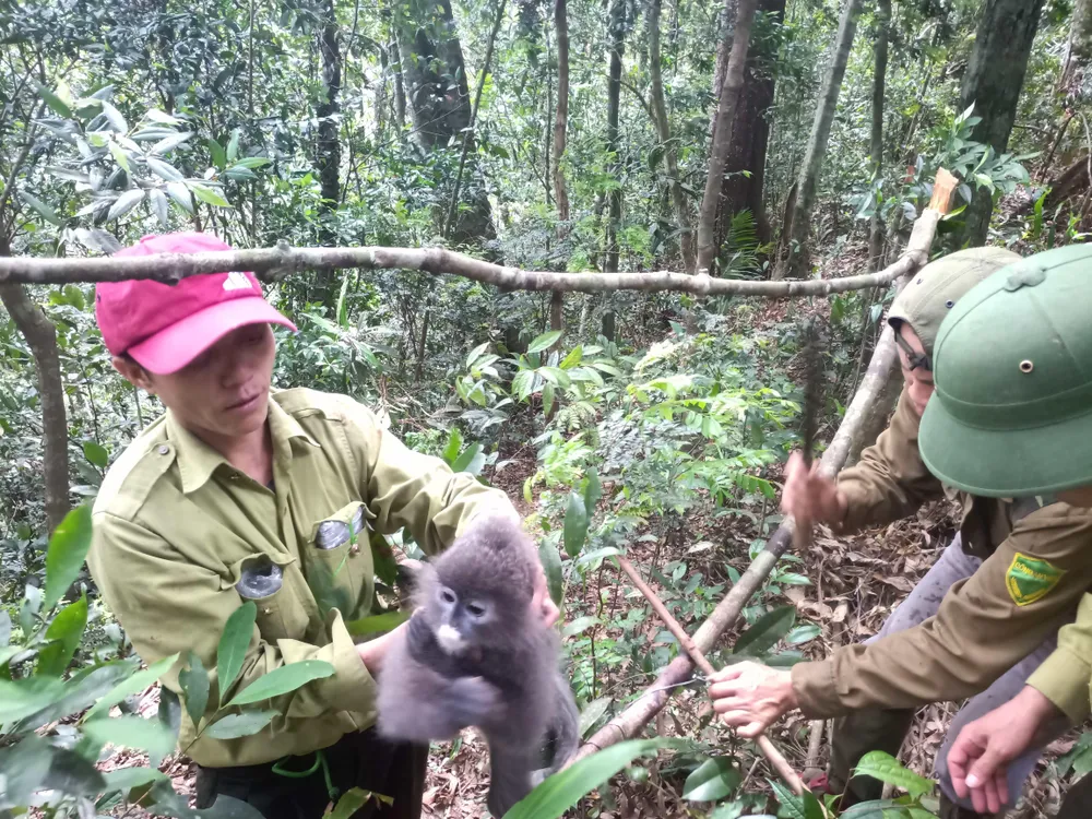 Giải cứu cá thể voọc bị mắc bẫy Giải cứu cá thể voọc bị mắc bẫy