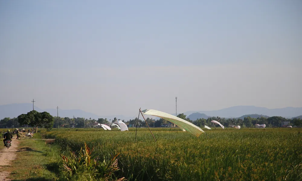 Đồng cói xã Quảng Phúc, huyện Quảng Xương, tỉnh Thanh Hóa