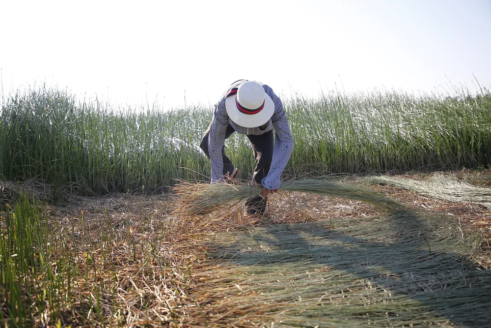 Cói được phơi khô ngay trên ruộng, người thu gom phải trùm kín để tránh nắng nóng