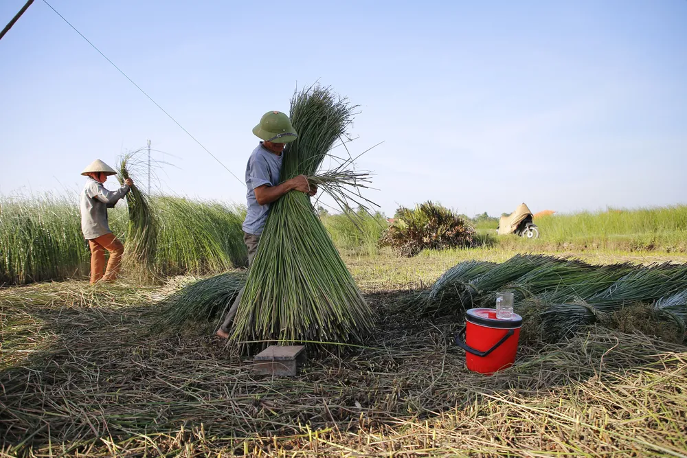 Cói sau khi cắt sẽ được giũ sạch, bó thành bó