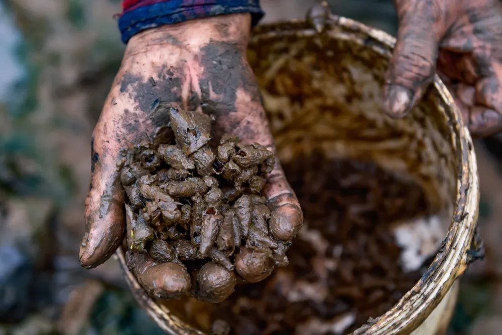 “Nguồn sống” dưới rừng ngập mặn ảnh 11