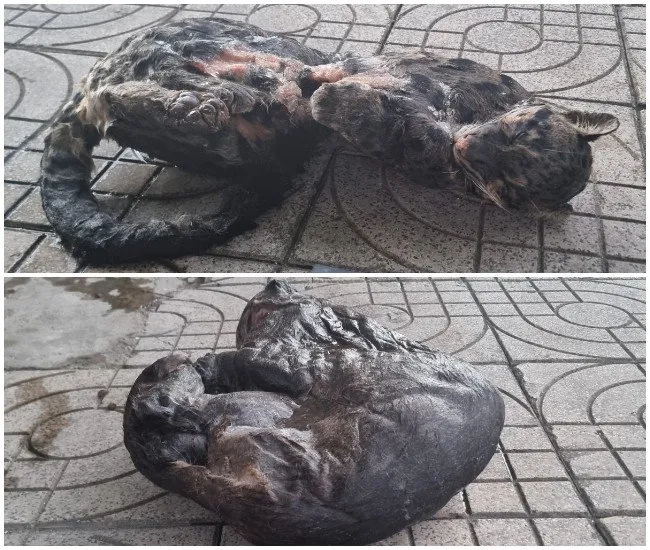 2 cá thể báo đã chết - tang vật vụ án. Ảnh: CÔNG AN NGHỆ AN 2 cá thể báo đã chết - tang vật vụ án. Ảnh: CÔNG AN NGHỆ AN