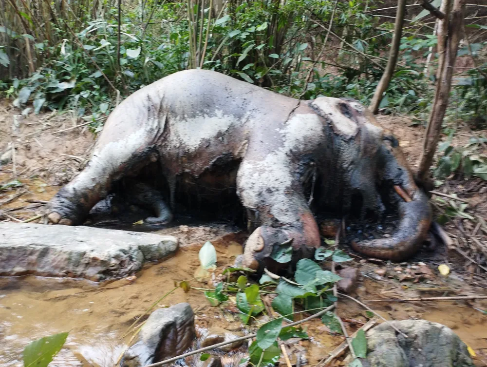 Hiện trường cá thể voi rừng bị chết. Ảnh: H.T. Hiện trường cá thể voi rừng bị chết. Ảnh: H.T.