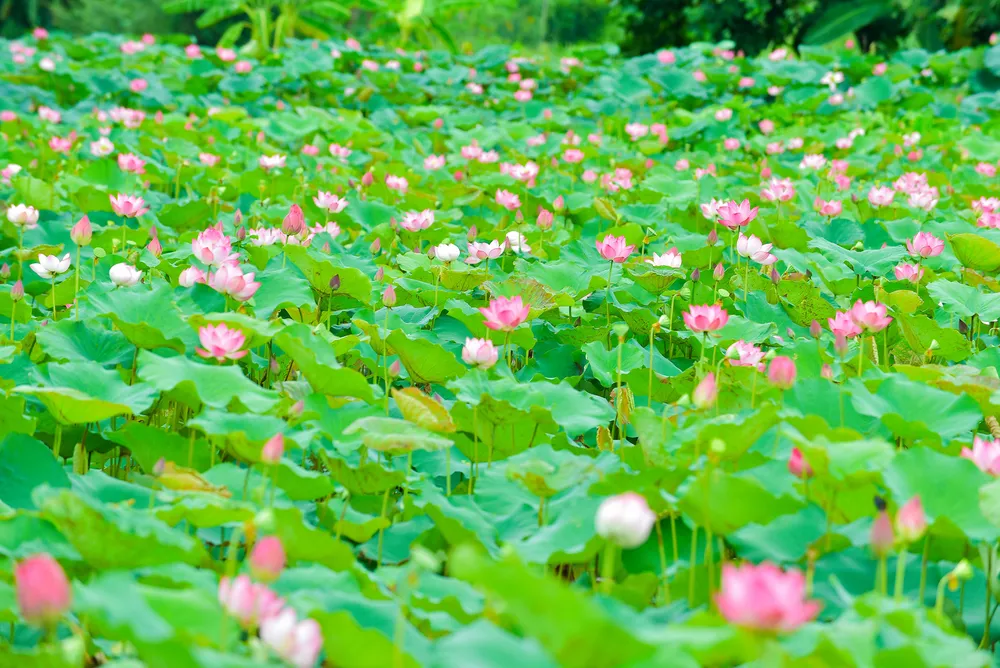 Lotus in the Imperial Citadel of the Ho Dynasty Citadel a.jpg