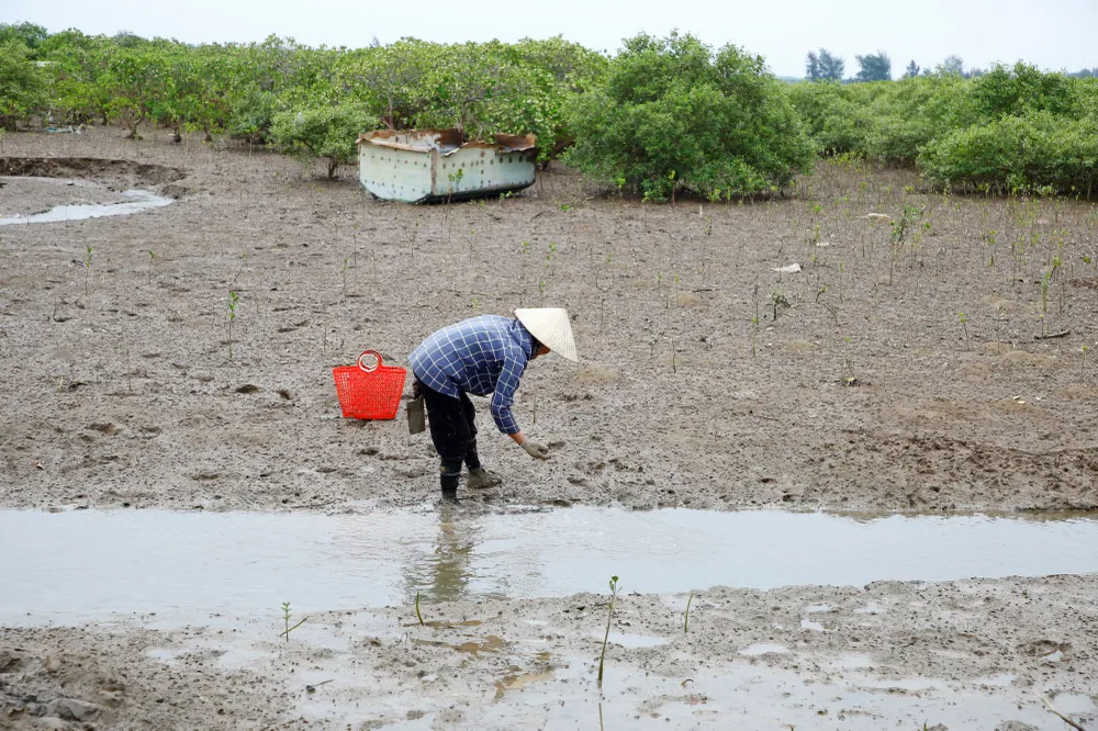 Bà Nguyễn Thị Truyền săn hàu bên rừng sú vẹt 2.JPG