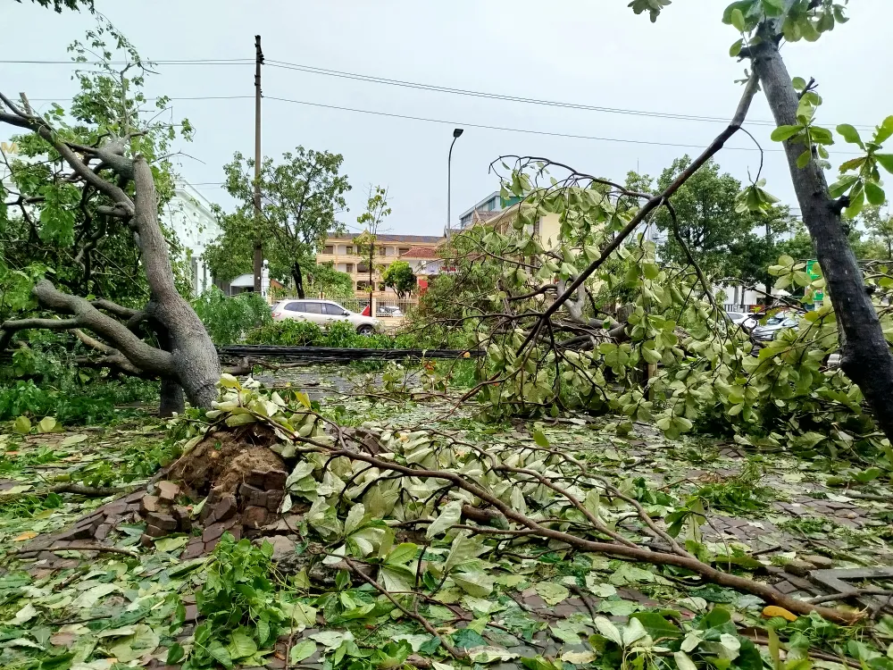Cây đổ la liệt trên đường Mai Hắc Đế, phường Vinh Phú, tỉnh Nghệ An 8.jpg