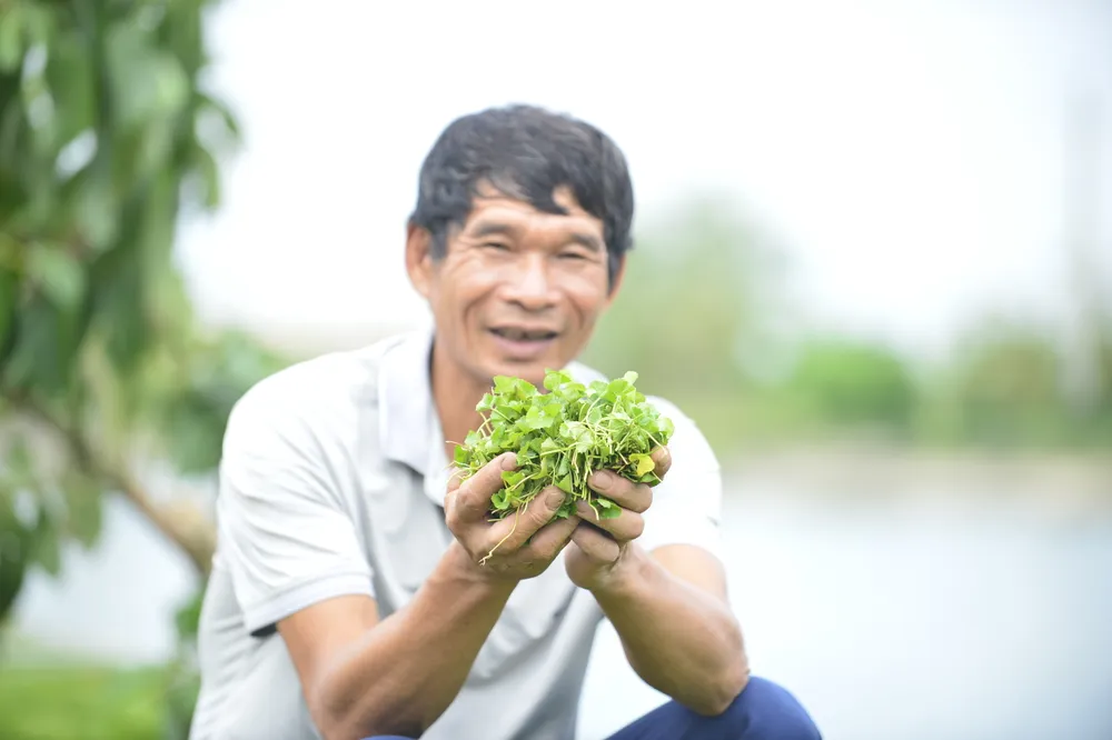 Từ cây rau má, ông Lê Viết Ngọc ở xã Thọ Long (tỉnh Thanh Hóa) đã chế biến, nâng tầm giá trị và thu về tiền tỷ 3.JPG